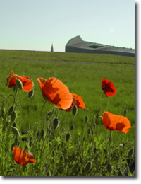 Poppies in bloom on the grass roof of the Canadian War Museum
© Canadian War Museum, photo Steven Darby, CWM2011-0065-0045-Dm
