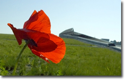 Poppies in bloom on the grass roof of the Canadian War Museum
© Canadian War Museum, photo Steven Darby, CWM2011-0065-0042-Dm
