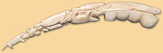 Carved Walrus Tusk
