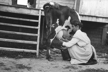 Mme Elizabeth Quinn trayant une vache, Sainte-Genevive-de-Batiscan, Qubec, 1922., © MCC/CMC, Edouard Zotique Massicotte, 58038