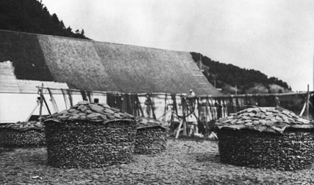 Morues sches entasses en piles  Grand-tang, Gaspsie, Qubec, 1922., © MCC/CMC, Marius Barbeau, 57456