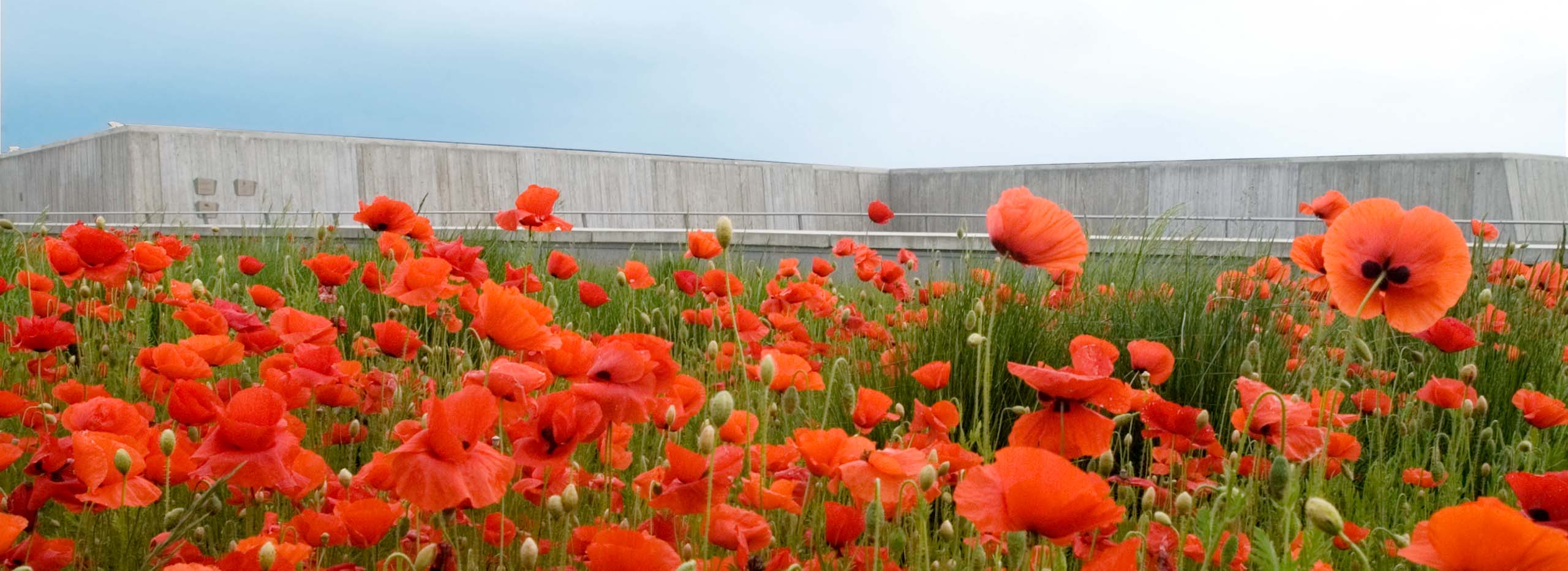 A field of red poppies in front of the Canadian War Museum in Ottawa.